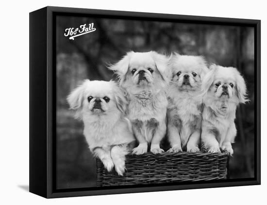 Group of Four "White" Pekingese Puppies in a Basket Owned by Stewart-null-Framed Premier Image Canvas