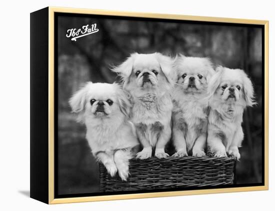 Group of Four "White" Pekingese Puppies in a Basket Owned by Stewart-null-Framed Premier Image Canvas