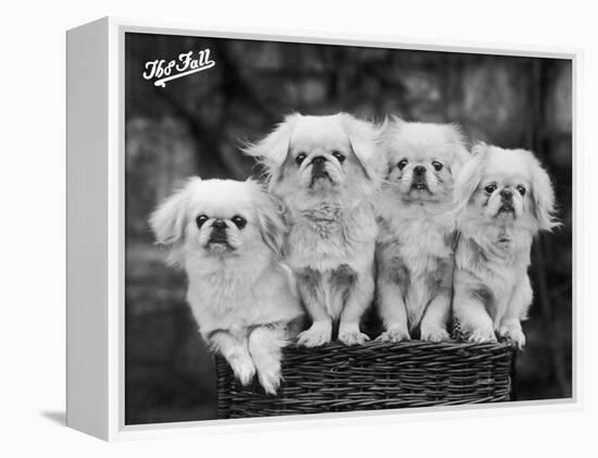 Group of Four "White" Pekingese Puppies in a Basket Owned by Stewart-null-Framed Premier Image Canvas