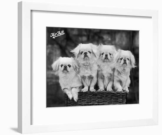 Group of Four "White" Pekingese Puppies in a Basket Owned by Stewart-null-Framed Premium Photographic Print