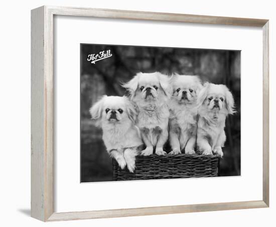 Group of Four "White" Pekingese Puppies in a Basket Owned by Stewart-null-Framed Premium Photographic Print