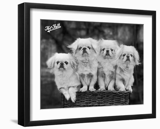 Group of Four "White" Pekingese Puppies in a Basket Owned by Stewart-null-Framed Photographic Print