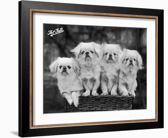 Group of Four "White" Pekingese Puppies in a Basket Owned by Stewart-null-Framed Photographic Print