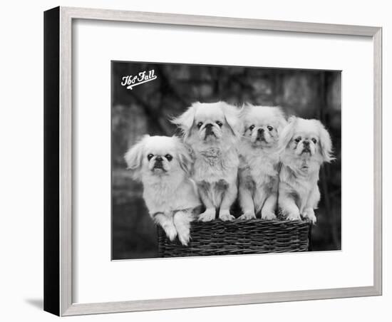 Group of Four "White" Pekingese Puppies in a Basket Owned by Stewart-null-Framed Photographic Print