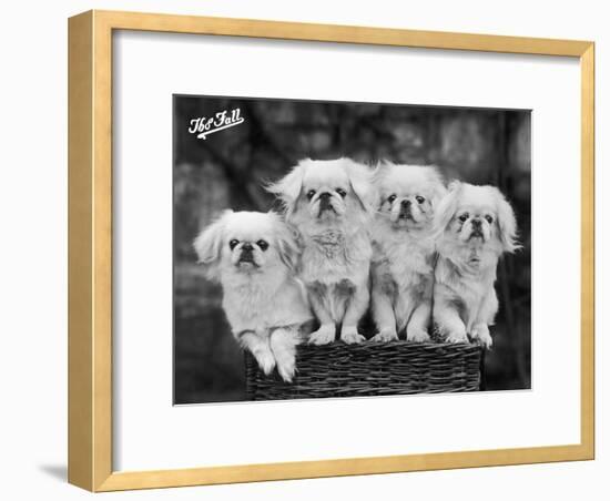 Group of Four "White" Pekingese Puppies in a Basket Owned by Stewart-null-Framed Photographic Print