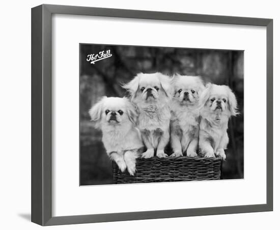 Group of Four "White" Pekingese Puppies in a Basket Owned by Stewart-null-Framed Photographic Print