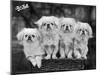 Group of Four "White" Pekingese Puppies in a Basket Owned by Stewart-null-Mounted Photographic Print
