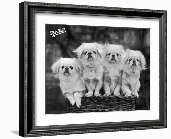 Group of Four "White" Pekingese Puppies in a Basket Owned by Stewart-null-Framed Photographic Print