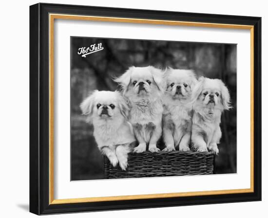 Group of Four "White" Pekingese Puppies in a Basket Owned by Stewart--Framed Photographic Print