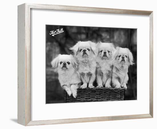 Group of Four "White" Pekingese Puppies in a Basket Owned by Stewart-null-Framed Photographic Print
