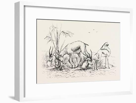 Group of Gazelles. Egypt, 1879-null-Framed Giclee Print