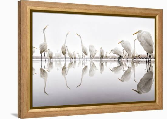 Group of Great Egrets (Ardea Alba) Reflected in Still Water-Bence Mate-Framed Premier Image Canvas