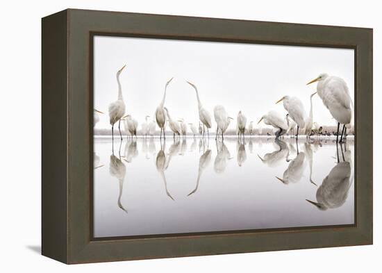 Group of Great Egrets (Ardea Alba) Reflected in Still Water-Bence Mate-Framed Premier Image Canvas