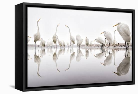 Group of Great Egrets (Ardea Alba) Reflected in Still Water-Bence Mate-Framed Premier Image Canvas