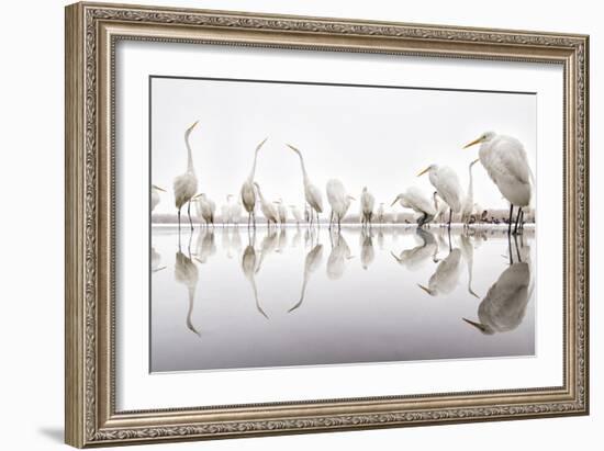 Group of Great Egrets (Ardea Alba) Reflected in Still Water-Bence Mate-Framed Photographic Print