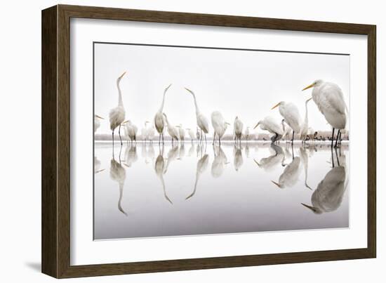 Group of Great Egrets (Ardea Alba) Reflected in Still Water-Bence Mate-Framed Photographic Print