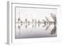 Group of Great Egrets (Ardea Alba) Reflected in Still Water-Bence Mate-Framed Photographic Print