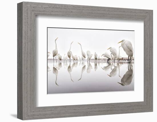 Group of Great Egrets (Ardea Alba) Reflected in Still Water-Bence Mate-Framed Photographic Print