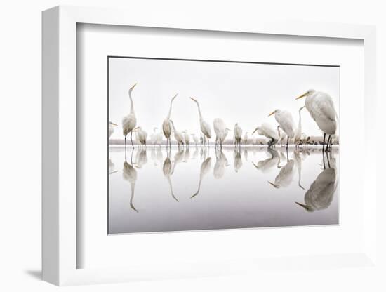 Group of Great Egrets (Ardea Alba) Reflected in Still Water-Bence Mate-Framed Photographic Print