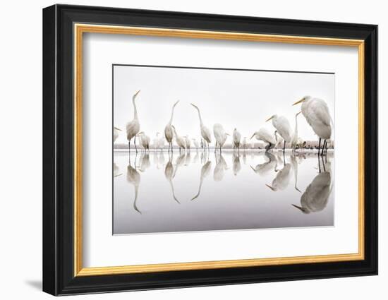 Group of Great Egrets (Ardea Alba) Reflected in Still Water-Bence Mate-Framed Photographic Print