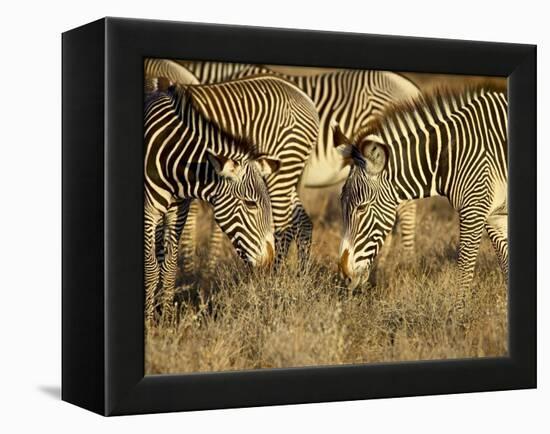 Group of Grevy's Zebra Grazing, Samburu National Reserve, Kenya, East Africa, Africa-James Hager-Framed Premier Image Canvas