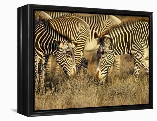 Group of Grevy's Zebra Grazing, Samburu National Reserve, Kenya, East Africa, Africa-James Hager-Framed Premier Image Canvas