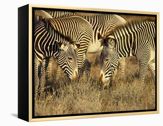 Group of Grevy's Zebra Grazing, Samburu National Reserve, Kenya, East Africa, Africa-James Hager-Framed Premier Image Canvas