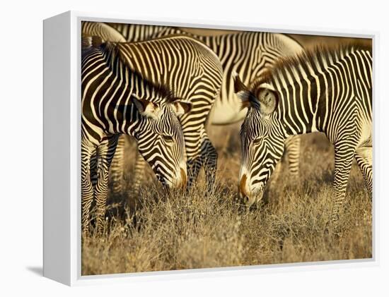 Group of Grevy's Zebra Grazing, Samburu National Reserve, Kenya, East Africa, Africa-James Hager-Framed Premier Image Canvas