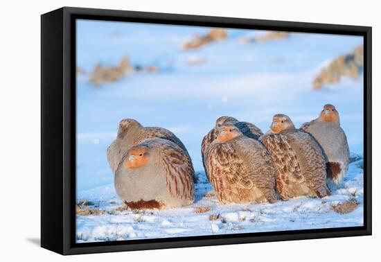 Group of Grey partridge huddled for warmth in snowy field-Edwin Giesbers-Framed Premier Image Canvas