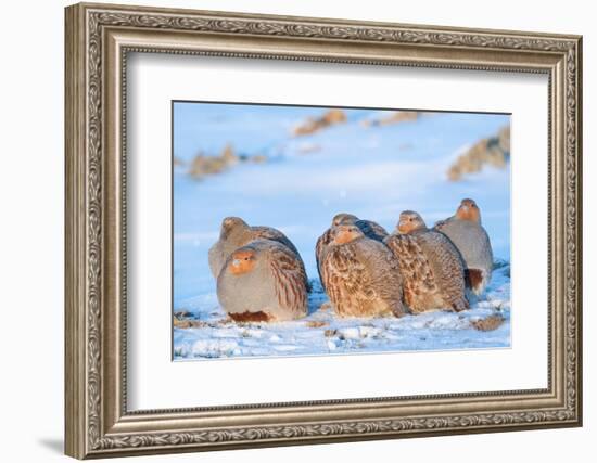 Group of Grey partridge huddled for warmth in snowy field-Edwin Giesbers-Framed Photographic Print