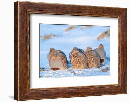 Group of Grey partridge huddled for warmth in snowy field-Edwin Giesbers-Framed Photographic Print