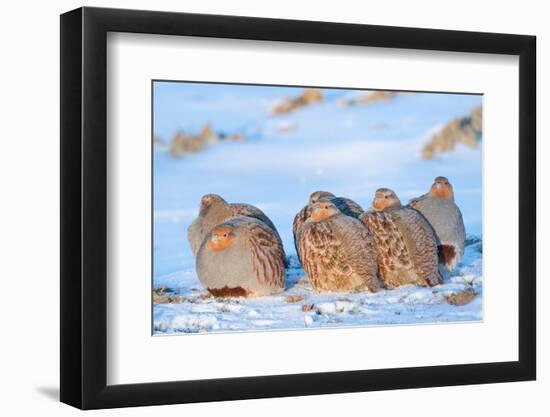 Group of Grey partridge huddled for warmth in snowy field-Edwin Giesbers-Framed Photographic Print