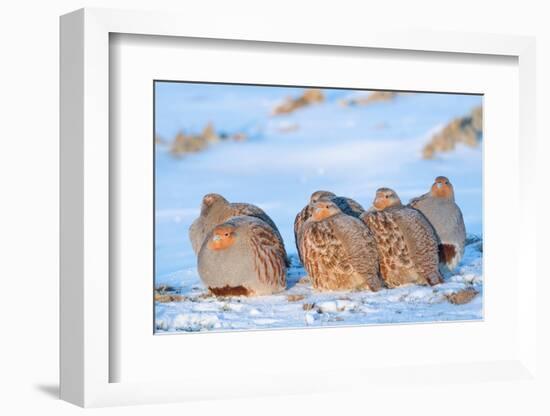 Group of Grey partridge huddled for warmth in snowy field-Edwin Giesbers-Framed Photographic Print