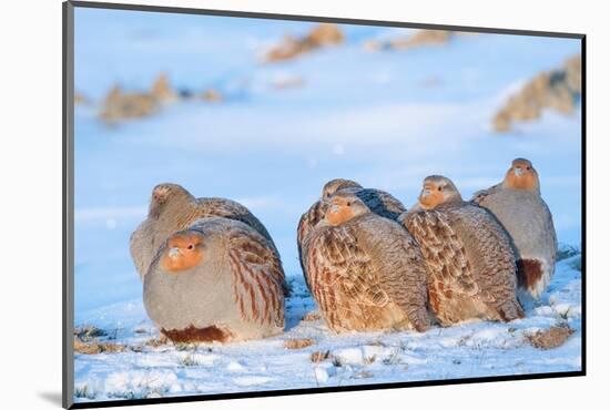 Group of Grey partridge huddled for warmth in snowy field-Edwin Giesbers-Mounted Photographic Print