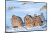 Group of Grey partridge huddled for warmth in snowy field-Edwin Giesbers-Mounted Photographic Print