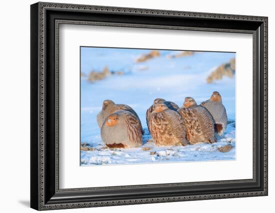 Group of Grey partridge huddled for warmth in snowy field-Edwin Giesbers-Framed Photographic Print