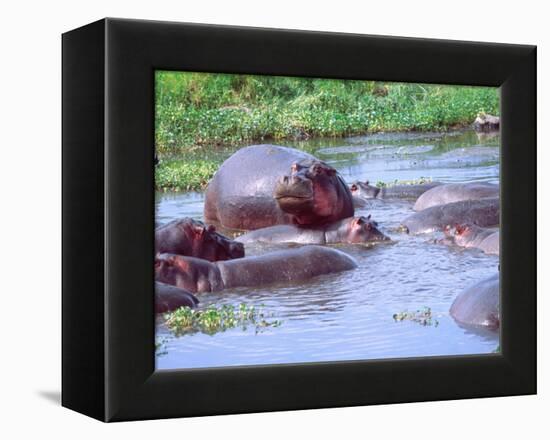 Group of Hippos in a Small Water Hole, Tanzania-David Northcott-Framed Premier Image Canvas