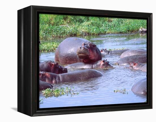 Group of Hippos in a Small Water Hole, Tanzania-David Northcott-Framed Premier Image Canvas