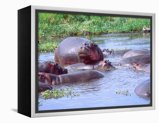 Group of Hippos in a Small Water Hole, Tanzania-David Northcott-Framed Premier Image Canvas