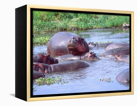 Group of Hippos in a Small Water Hole, Tanzania-David Northcott-Framed Premier Image Canvas