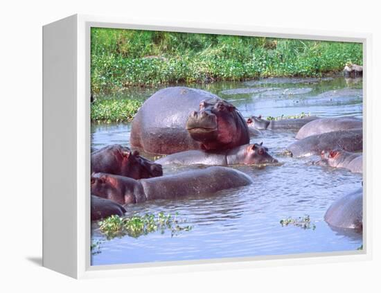 Group of Hippos in a Small Water Hole, Tanzania-David Northcott-Framed Premier Image Canvas