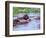 Group of Hippos in a Small Water Hole, Tanzania-David Northcott-Framed Photographic Print