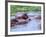 Group of Hippos in a Small Water Hole, Tanzania-David Northcott-Framed Photographic Print