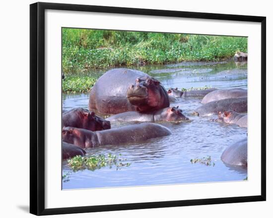 Group of Hippos in a Small Water Hole, Tanzania-David Northcott-Framed Photographic Print