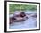 Group of Hippos in a Small Water Hole, Tanzania-David Northcott-Framed Photographic Print