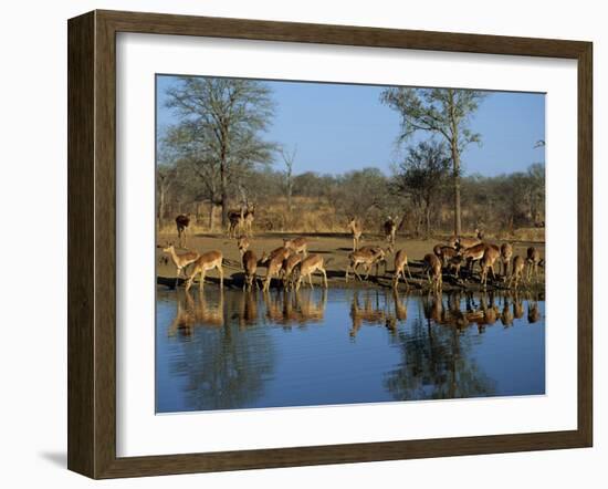 Group of Impala Drinking by a Water Hole, Kruger National Park, South Africa-Paul Allen-Framed Photographic Print