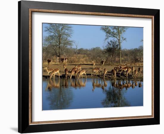 Group of Impala Drinking by a Water Hole, Kruger National Park, South Africa-Paul Allen-Framed Photographic Print