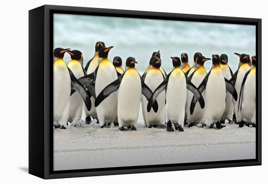 Group of King Penguins Coming Back Together from Sea to Beach with Wave a Blue Sky, Volunteer Point-Ondrej Prosicky-Framed Premier Image Canvas
