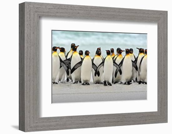 Group of King Penguins Coming Back Together from Sea to Beach with Wave a Blue Sky, Volunteer Point-Ondrej Prosicky-Framed Photographic Print