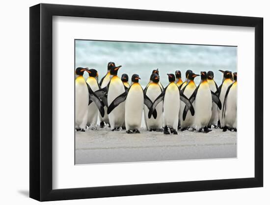 Group of King Penguins Coming Back Together from Sea to Beach with Wave a Blue Sky, Volunteer Point-Ondrej Prosicky-Framed Photographic Print